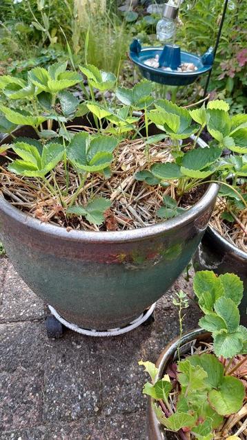 Tuinopruiming: Vaste planten, winterhard  beschikbaar voor biedingen