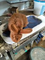 Rode nieuw zeelanderd, Dieren en Toebehoren, Konijnen, Mannelijk