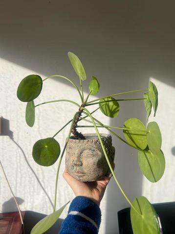 Pannenkoekenplant in Buddha Pot beschikbaar voor biedingen