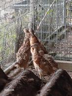 Bos Fazanten geringd, Dieren en Toebehoren, Pluimvee, Meerdere dieren, Overige soorten