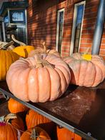 Halloween pompoenen | eetbare pompoenen | sfeerpompoen, Ophalen, Nieuw