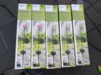 Solar decoratieve tuinlampjes 5 stuks, Ophalen, Nieuw