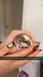Rittens te reserveren!!🩷, Dieren en Toebehoren, Knaagdieren, Rat, Meerdere dieren, Tam, Oktober