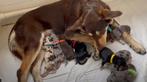 Leuke lieve Australian Shepherd x Australian Kelpie pups m/v, Overige rassen, CDV (hondenziekte), 8 tot 15 weken, Meerdere
