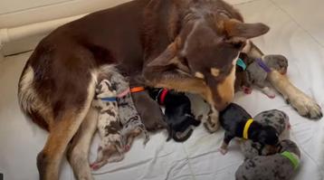 Leuke lieve Australian Shepherd x Australian Kelpie pups m/v beschikbaar voor biedingen