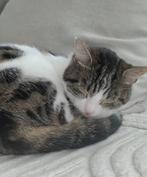 Half Ragdoll kittens, Dieren en Toebehoren, Katten en Kittens | Raskatten | Korthaar, Poes, Ontwormd, 0 tot 2 jaar