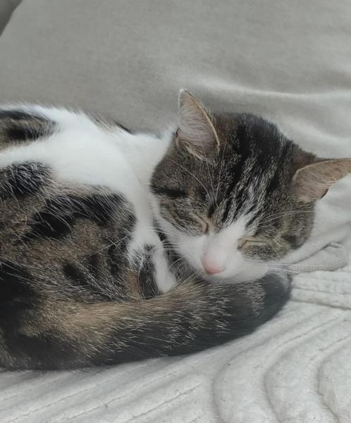 Half Ragdoll kittens, Dieren en Toebehoren, Katten en Kittens | Raskatten | Korthaar, Poes, 0 tot 2 jaar, Ontwormd, Ingeënt