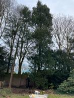 Boom kappen en afvoeren? Bel mij!, Bloeit niet, Overige soorten, 400 cm of meer, Ophalen