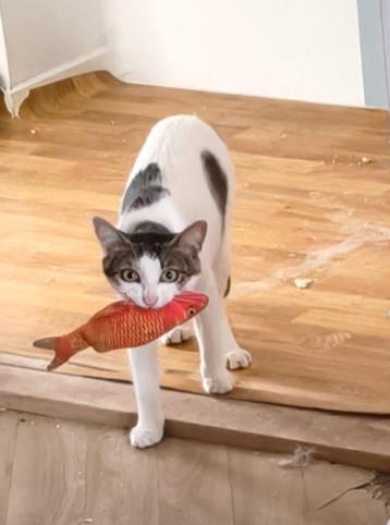 Beeldschone Beau is op zoek naar een lieve familie. beschikbaar voor biedingen