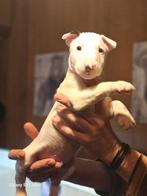 Mini Bull Terriër pup, Bull Terriër, België, Particulier, Rabiës (hondsdolheid)