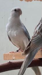 Pop in blauw opaline cynamon split golden en pastel, Dieren en Toebehoren, Vogels | Overige Vogels, Vrouwelijk, Geringd