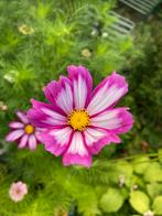 Cosmos Cosmea zaden “Tip-Top”, Tuin en Terras, Bloembollen en Zaden, Ophalen of Verzenden, Voorjaar, Volle zon, Zaad
