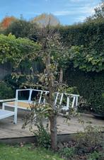 Conference perenboom, Tuin en Terras, Planten | Fruitbomen, Ophalen, Perenboom, Lente