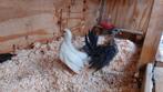 Serama kriel hennetjes,  glad en krul , ook nog kuikens, Dieren en Toebehoren, Pluimvee, Vrouwelijk, Kip