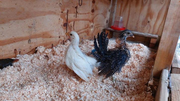 Serama kriel hennetjes,  glad en krul , ook nog kuikens, Dieren en Toebehoren, Pluimvee, Kip, Vrouwelijk