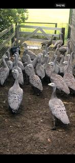 GEZOCHT HOENDERGANZEN CEREOPSISGANZEN, Meerdere dieren, Gans of Zwaan