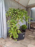 Treurwilg salix, Ophalen, Overige soorten