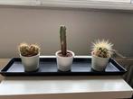 Ser van 3 cactussen in potjes met bijpassende schaa, Ophalen, Overige soorten, Minder dan 100 cm