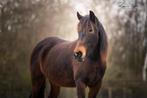 Spaanse merrie 12 jaar, Dieren en Toebehoren, Merrie, E pony (1.48m - 1.57m), 11 jaar of ouder