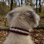 Halsband voor hond, Ophalen of Verzenden, Nieuw