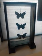 Vitrine vlinder zwart met goud, Verzamelen, Dierenverzamelingen, Opgezet dier, Ophalen of Verzenden, Zo goed als nieuw, Insect