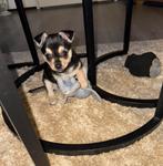 Chihuahua Kruizing peruaanse mini naakthond, Dieren en Toebehoren, Honden | Chihuahua's en Gezelschapshonden, Rabiës (hondsdolheid)