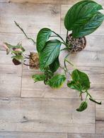 Kamerplanten pakket 5eu, Ophalen of Verzenden, Halfschaduw, Minder dan 100 cm