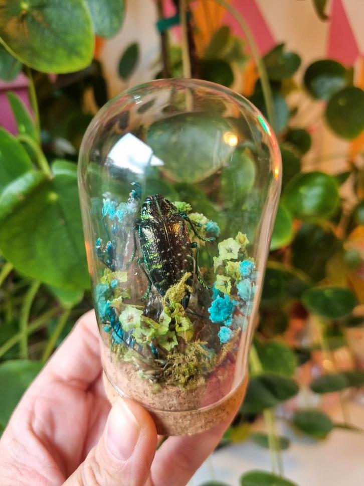 Insect in Stolpje - Edelsteen & Droogbloemen - Handgemaakt, Huis en Inrichting, Woonaccessoires | Zuilen en Pilaren, Nieuw, Ophalen of Verzenden