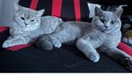 Britse korthaar kittens, Dieren en Toebehoren, Katten en Kittens | Raskatten | Korthaar, Ontwormd, 0 tot 2 jaar