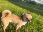 Taco chihuahua reu 3 jaar, Dieren en Toebehoren, Rabiës (hondsdolheid), Reu, Eén hond, Chihuahua