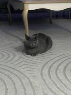 Turks poesje, Poes, Kortharig, 0 tot 2 jaar
