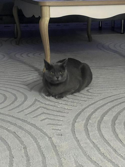Turks poesje, Dieren en Toebehoren, Katten en Kittens | Overige Katten, Kortharig, Poes, 0 tot 2 jaar