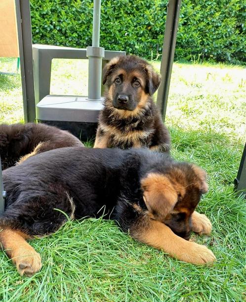 Duitse Herder Pups, Dieren en Toebehoren, Honden | Herdershonden en Veedrijvers, Meerdere dieren, Herder, Particulier, Meerdere