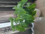 Grote Syngonium mottled mojito, Huis en Inrichting, Ophalen of Verzenden, Overige soorten, In pot, Minder dan 100 cm