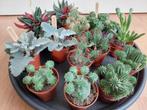 Kleine kamerplanten, Vetplant/Cactus/Euphorbia. H: 8 - 12 cm, Minder dan 100 cm, Halfschaduw, Ophalen, Groene kamerplant