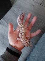 Luipaardgekko, Dieren en Toebehoren, Reptielen en Amfibieën, Hagedis, 0 tot 2 jaar