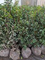Portugese Laurier, prunus lusitanica 80-100, Ophalen, Laurier, Struik, Minder dan 100 cm