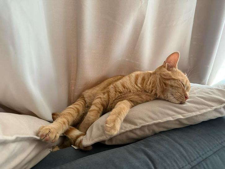 Jonge kat met spullen, Dieren en Toebehoren, Katten en Kittens | Raskatten | Korthaar, Kater, 0 tot 2 jaar, Ontwormd