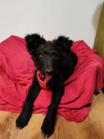 Bailey lief vriendelijk speels meisje beschikbaar voor biedingen