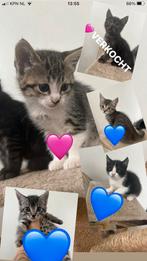 Maincoon x Europese korthaar kittens te koop!, Dieren en Toebehoren, Meerdere dieren, Ontwormd