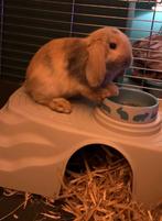 Tam rammetje mix mini lop x holland lop, Dieren en Toebehoren, Konijnen, Mannelijk, Dwerg, Hangoor