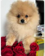 Bearface pomeranian Boo bear teacup pup mini bear pomeriaan, Dieren en Toebehoren, Nederland, Rabiës (hondsdolheid), 8 tot 15 weken