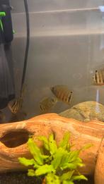 Heros Cichliden, Dieren en Toebehoren, Vissen | Aquariumvissen, Vis