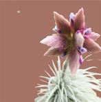 Tillandsia Tectorum Snow, Ophalen of Verzenden, Overige soorten, Minder dan 100 cm