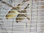 Kanarie crist born this year,, Dieren en Toebehoren, Vogels | Kanaries