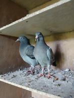 Jonge postduiven, Dieren en Toebehoren, Vogels | Duiven, Meerdere dieren, Postduif