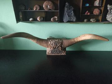 Antieke stieren hoorns  beschikbaar voor biedingen