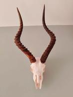 Skull impala, Ophalen, Zo goed als nieuw, Hert, Beeldje of Figuurtje