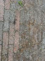 Gratis af te halen 32 M2 betonwaaltjes, Gebruikt, Klinkers, Ophalen of Verzenden, 10 m² of meer