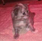 Main coon kitten meisje nog beschikbaar 💕, Geslacht onbekend, Gechipt, 0 tot 2 jaar